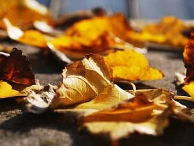 UTokyo Amgen Scholars Program