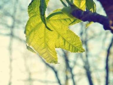 GSAS-Leadership Alliance Summer Research Program